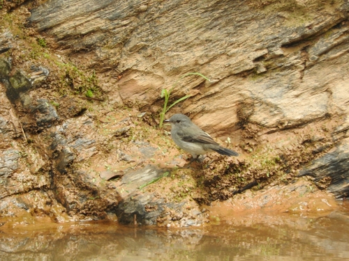 Sooty Tyrannulet