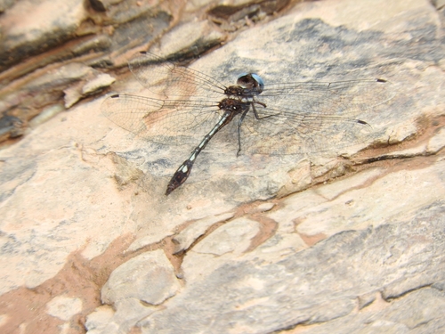 Ivory-striped Sylph