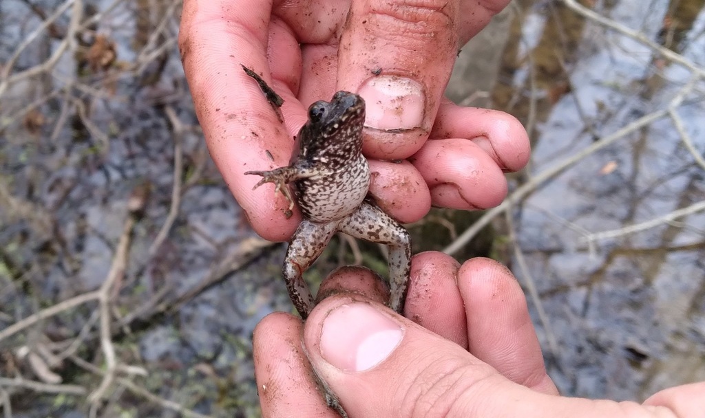 American Water Frogs in February 2022 by Esme Rosen · iNaturalist