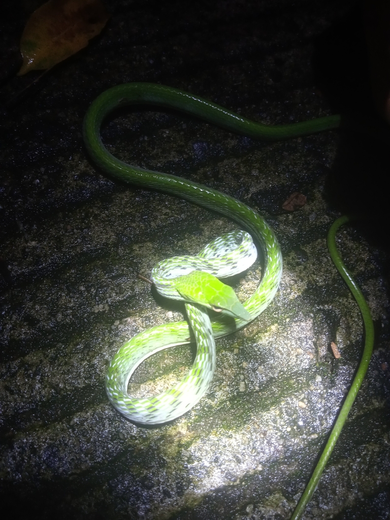 Oriental Whipsnake from RT.01/RW.08, Babakan, Kecamatan Bogor Tengah ...