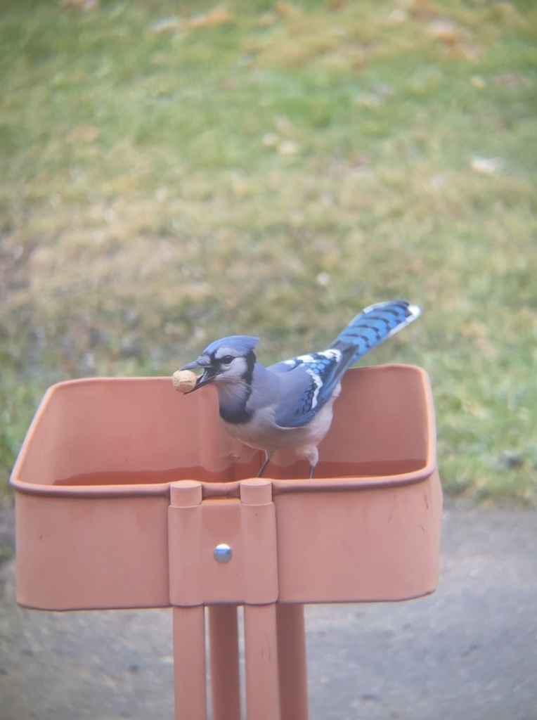 Northern Blue Jay from E Mahan Ave, Hazel Park, MI, US on December 2