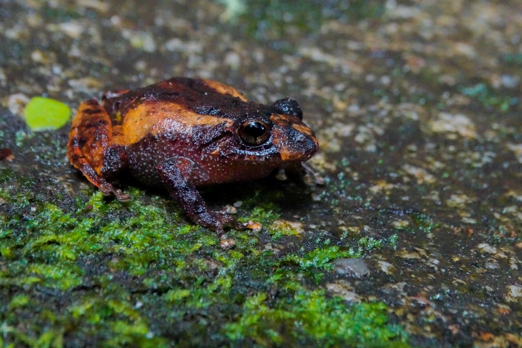 Miyata's Robber Frog (Pristimantis miyatai)