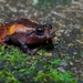 Miyata's Robber Frog - Photo (c) SERGIO PARRA, all rights reserved, uploaded by SERGIO PARRA