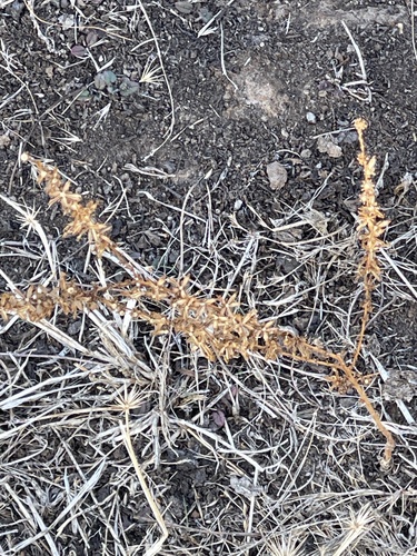 iNaturalist observation photo of Pit-gland Tarweed