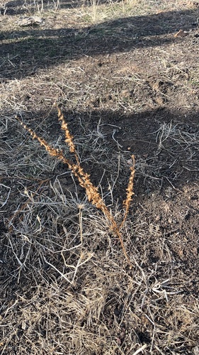 iNaturalist observation photo of Dicots