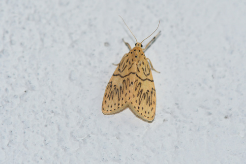 Miltochrista phaeodonta
