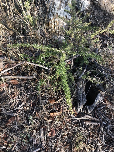 Gymnosporia matoboensis