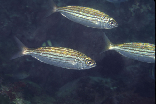 Boops lineatus