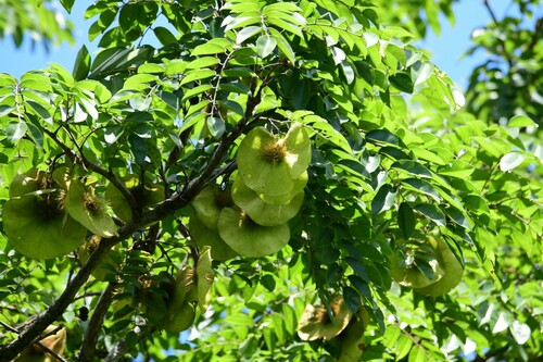 kiaat