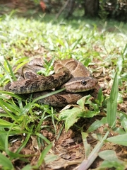 Xenodon rabdocephalus image