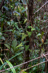 Anthurium folsomianum image