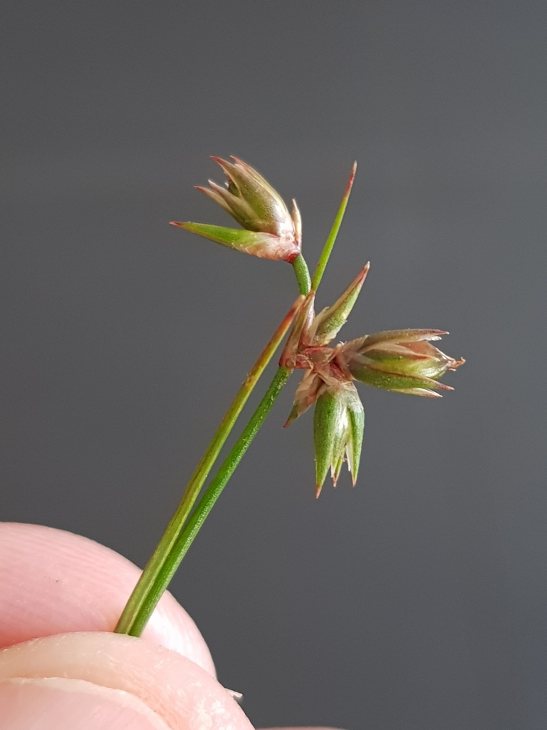 juncus-homalocaulis-from-nishi-australian-capital-territory-2601