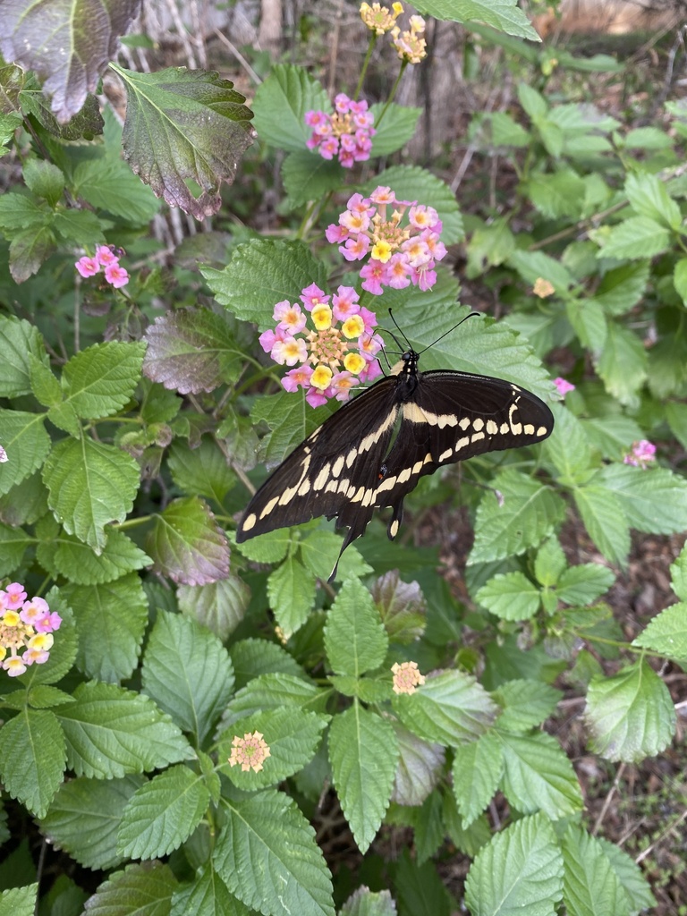 eastern-giant-swallowtail-from-tarrytown-austin-tx-us-on-december-2