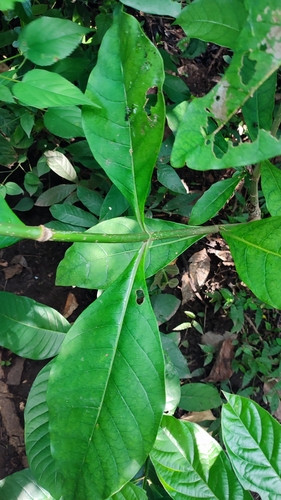 Voacanga africana