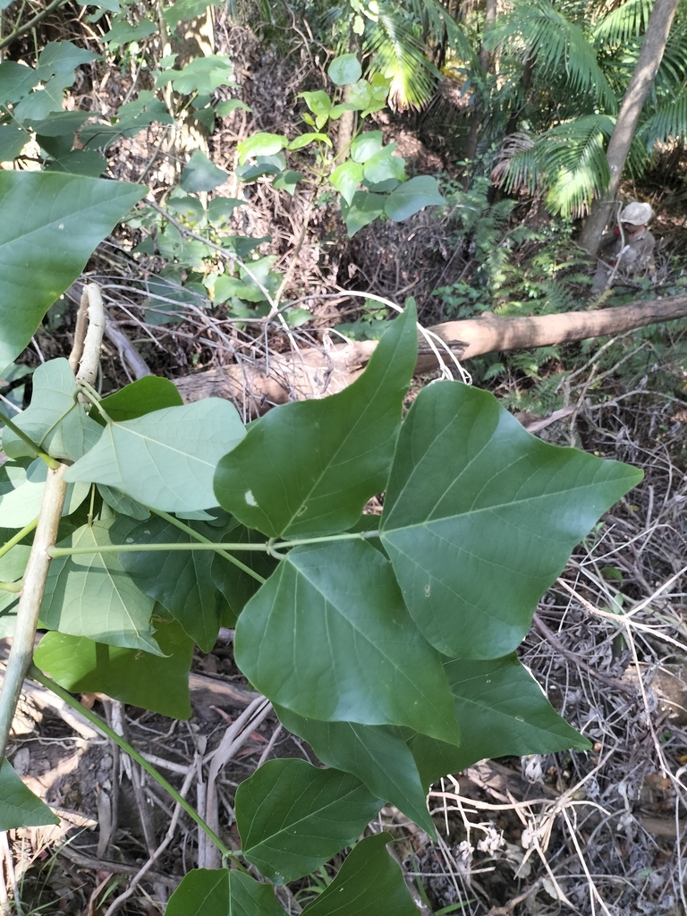 Common Coral Tree by Connor O'Brien · iNaturalist