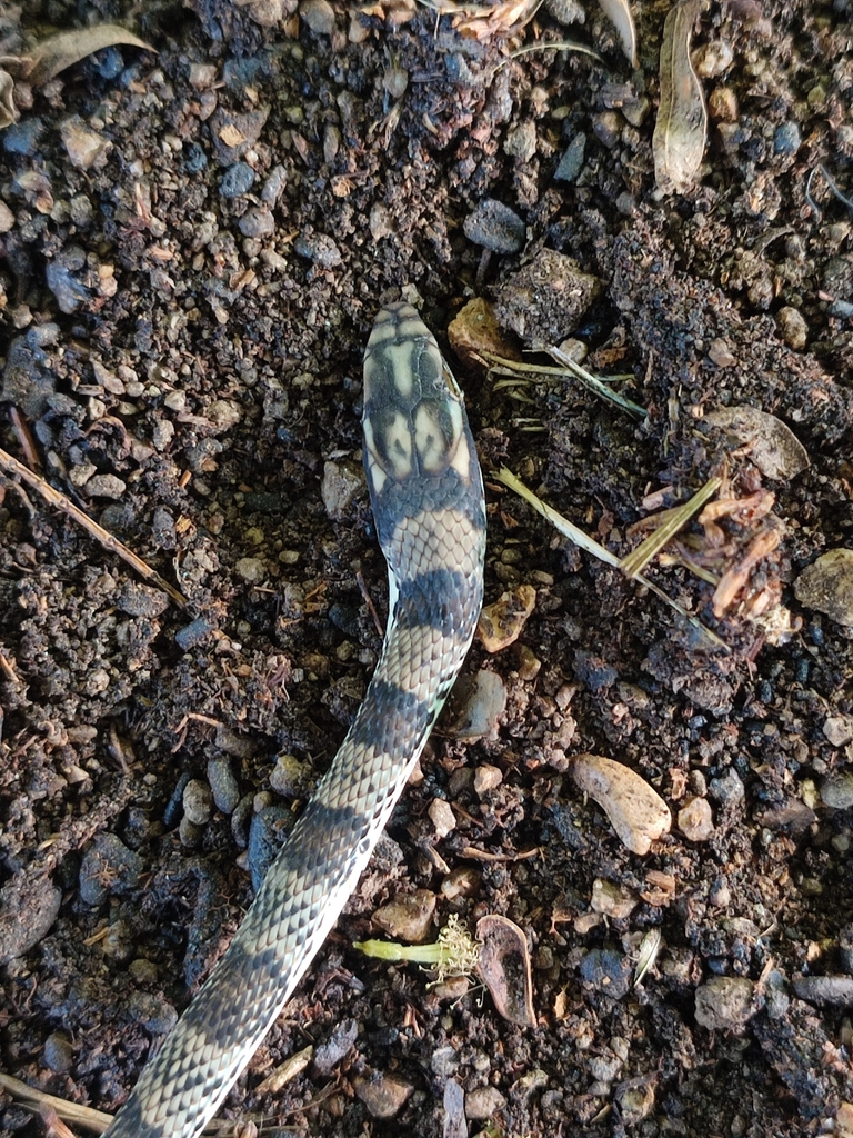 Mexican Patchnose Snake from Club Santiago, 28868 Manzanillo, Col ...