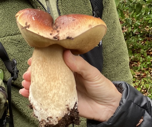 Boletus edulis
