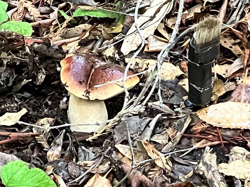 Boletus edulis (Photo 2 of 2)