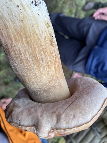 Boletus edulis