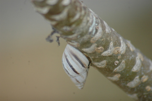 Mesembrinus hegewischi