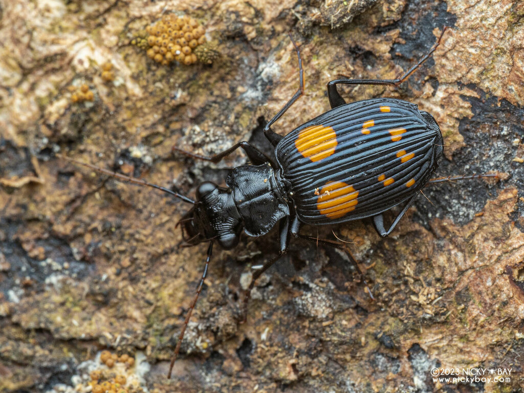 Pericalus ornatus from Ban Luang, Chom Thong District, Chiang Mai ...