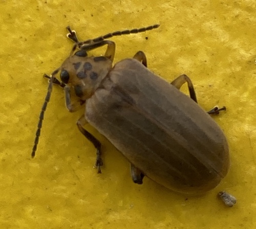 Megaleruca
