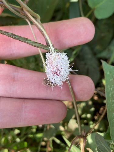 Sensitive Plant