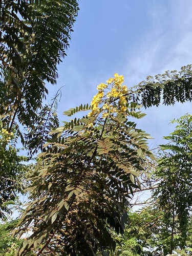 whitebark senna