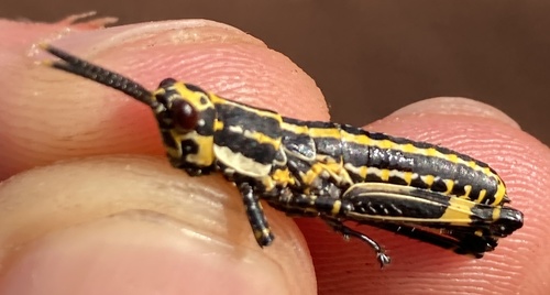 Variegated grasshopper
