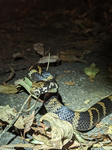 Stephens' Banded Snake sighting