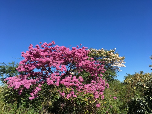 pink ipê