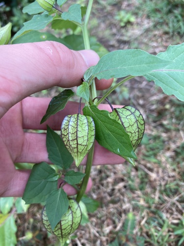 cutleaf groundcherry