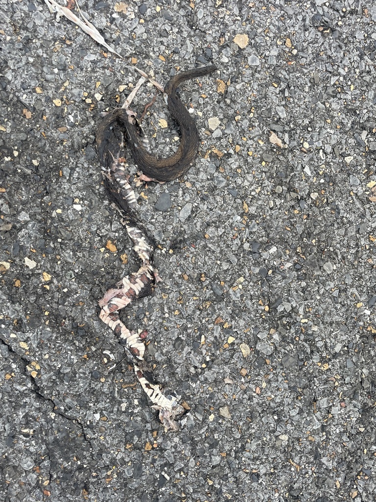 Banded Watersnake from LA-317, Franklin, LA, US on December 2, 2023 at ...