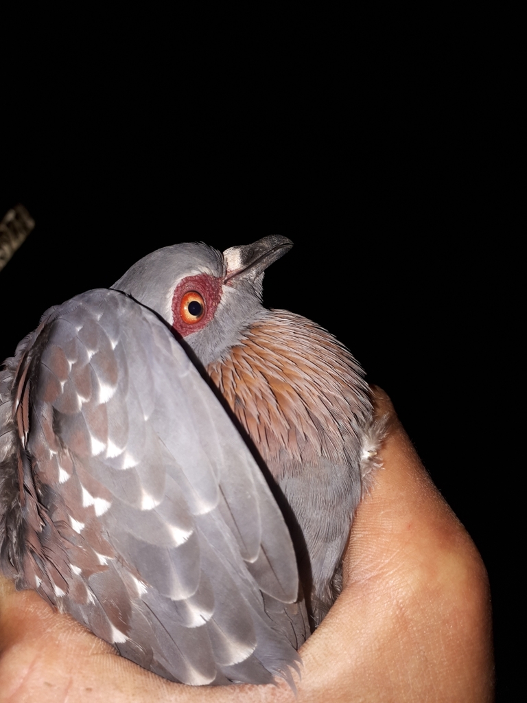 Southern Speckled Pigeon from Oudtshoorn Local Municipality, South
