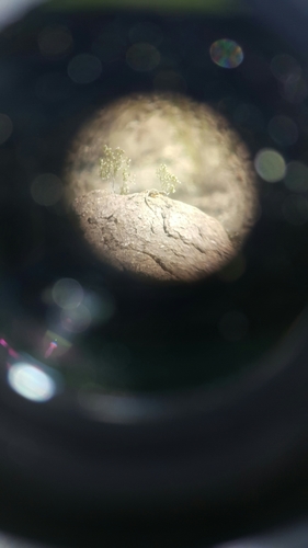 iNaturalist observation photo of Baja California Collared Lizard