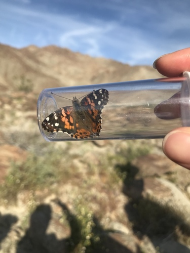iNaturalist observation photo of Painted Lady