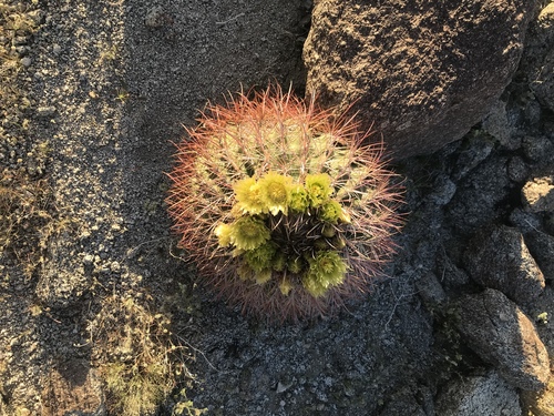 iNaturalist observation photo of California Barrel Cactus
