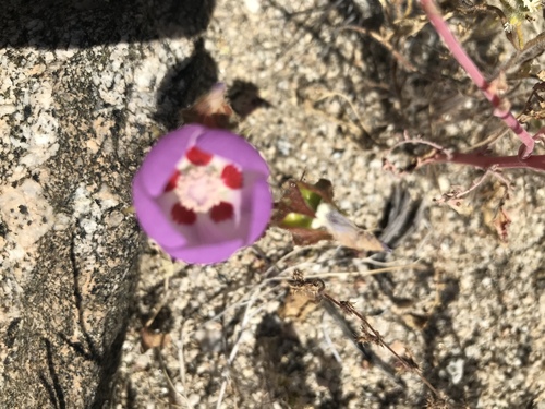 iNaturalist observation photo of desert fivespot