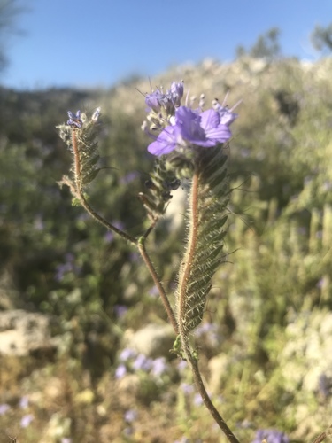 iNaturalist observation photo of distant phacelia