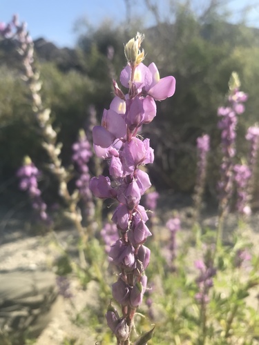 iNaturalist observation photo of Arizona lupine