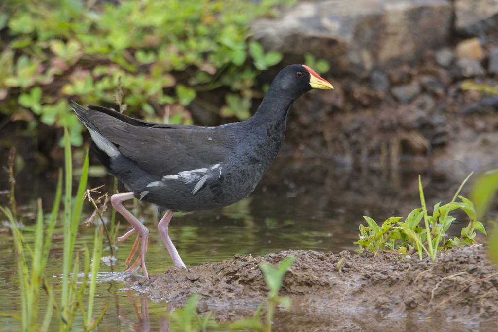 Lesser Moorhen photo