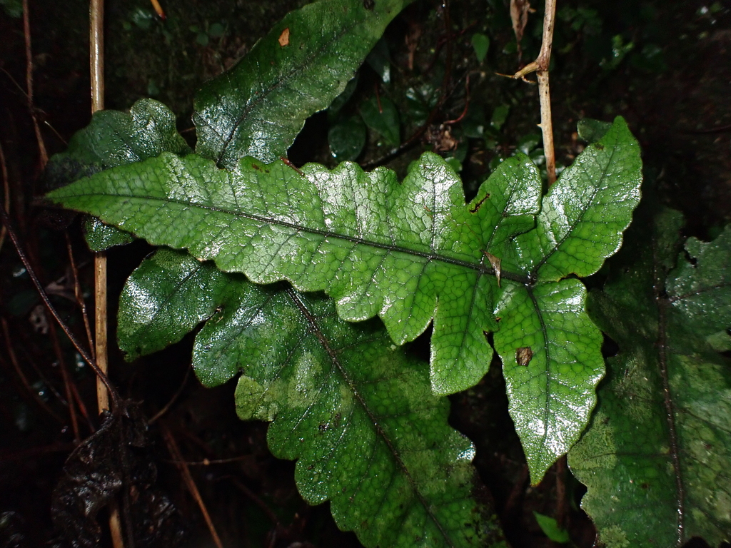 Stegnogramma wilfordii (Stegnogramma wilfordii)