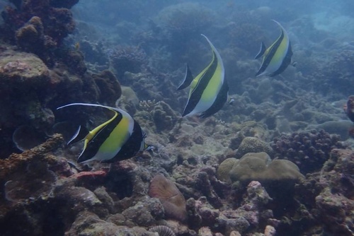 Moorish Idol — seen at this dive site