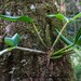 Dendrobium deuteroeburneum - Photo 由 Patrick Campbell 所上傳的 (c) Patrick Campbell，保留所有權利