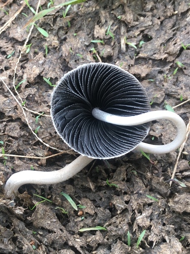 Panaeolus antillarum — Solid Stemmer
