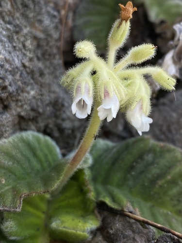 Streptocarpus pogonites