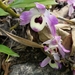 Orquídea Ojo de Muñeca - Photo (c) karmasangay, todos los derechos reservados