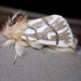 Thaumetopoeinae - Photo (c) Bevan Buirchell, todos los derechos reservados, uploaded by Bevan Buirchell
