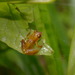 Waorani Robber Frog - Photo (c) bwier, all rights reserved, uploaded by bwier