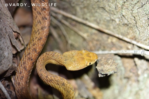 Brown Tree Snake sighting
